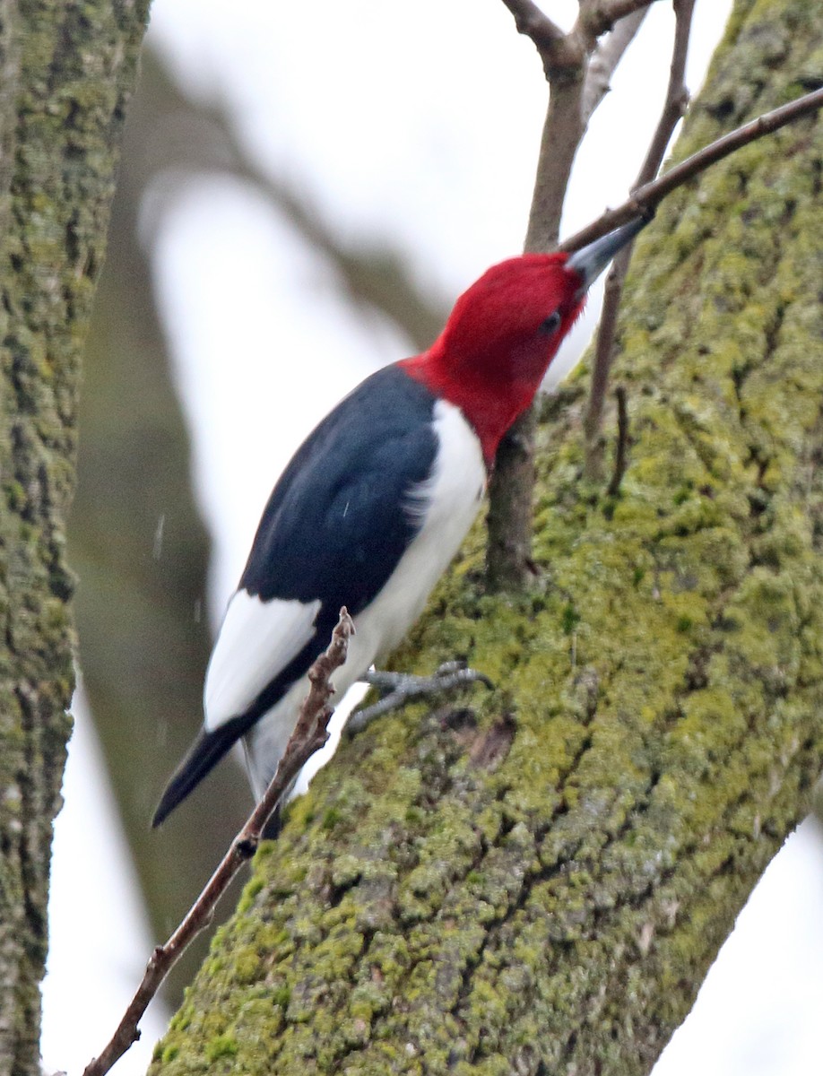 Red-headed Woodpecker - ML618080797