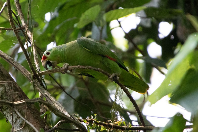 Red-lored Parrot - ML618080815