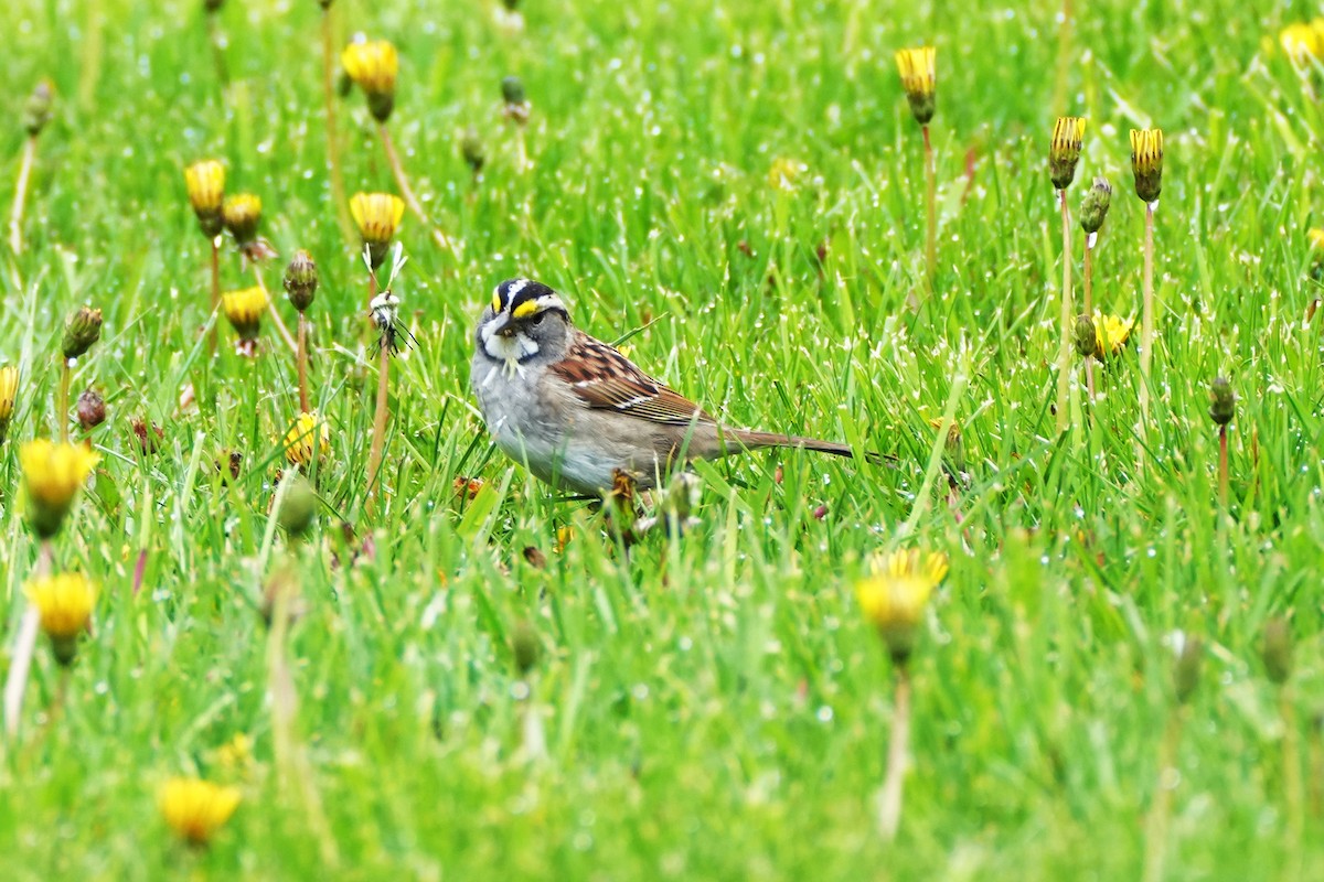 White-throated Sparrow - ML618080862