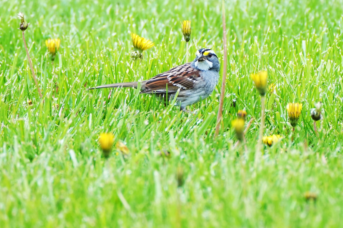White-throated Sparrow - ML618080864