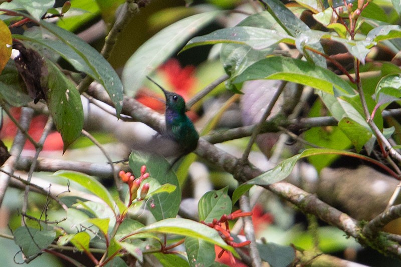 Blue-chested Hummingbird - ML618080889