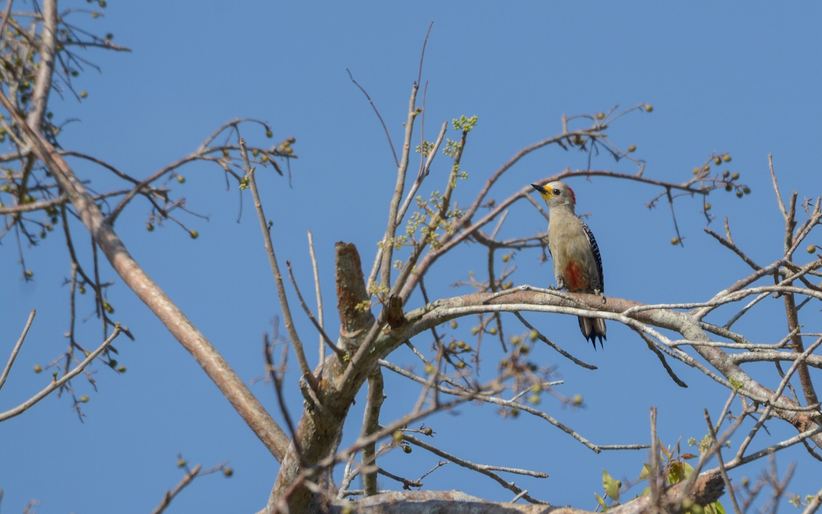 Yucatan Woodpecker - ML618080893