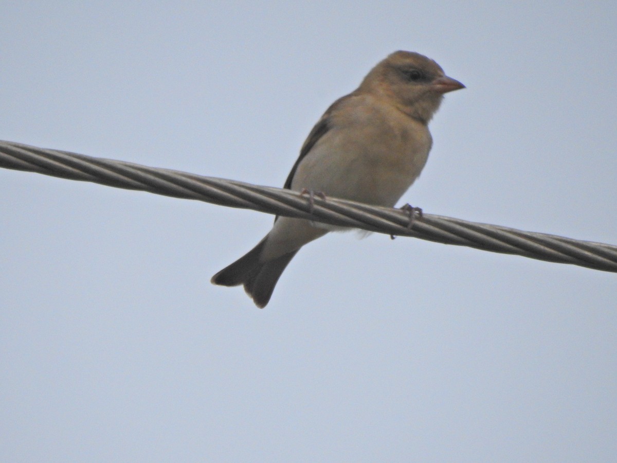 Yellow-throated Sparrow - Jayendra Rakesh Yeka