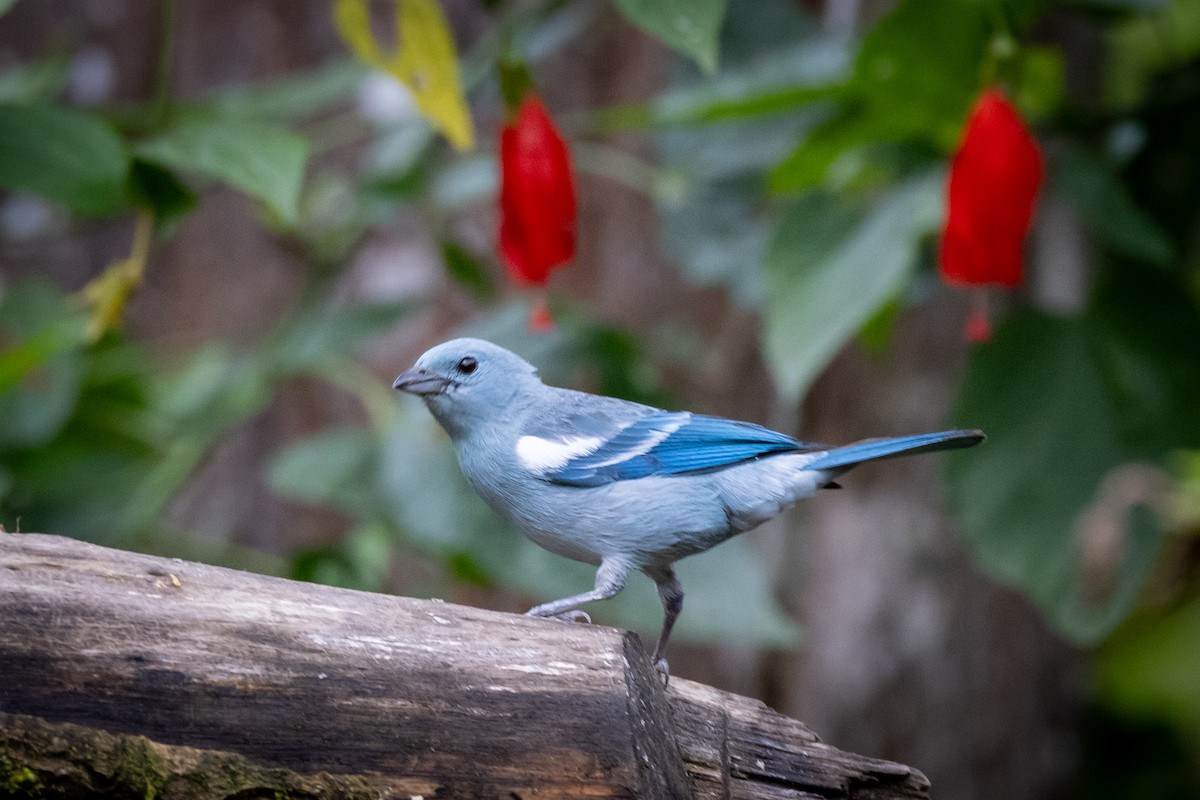 Blue-gray Tanager - ML618080926