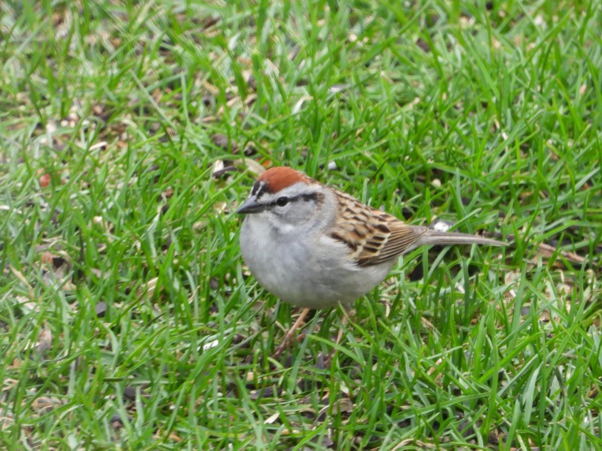 Chipping Sparrow - Chantal Côté