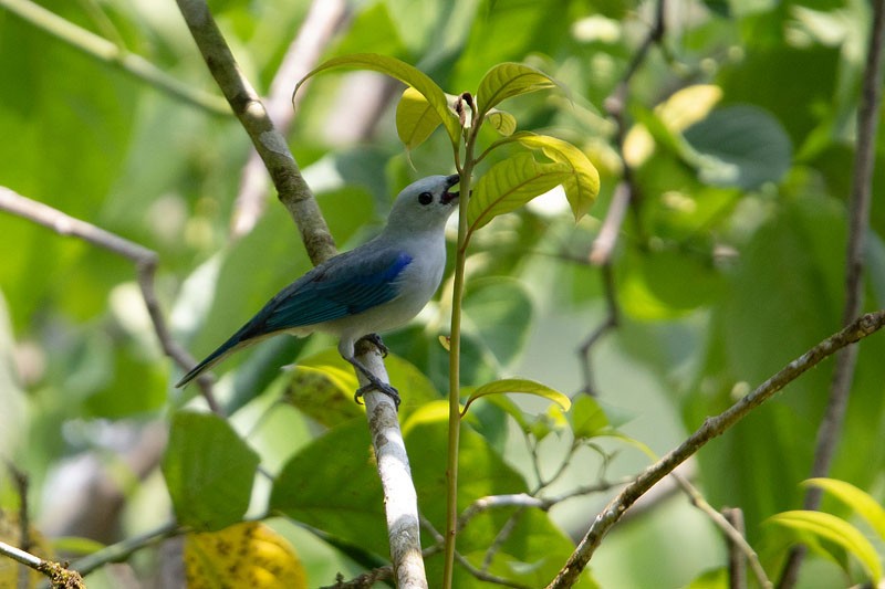 Blue-gray Tanager - ML618080940