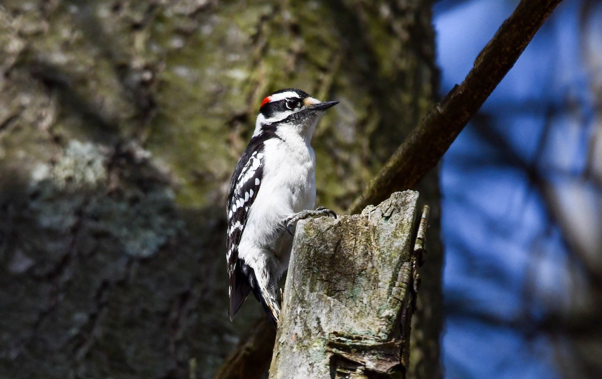 Downy Woodpecker - Richard Akers