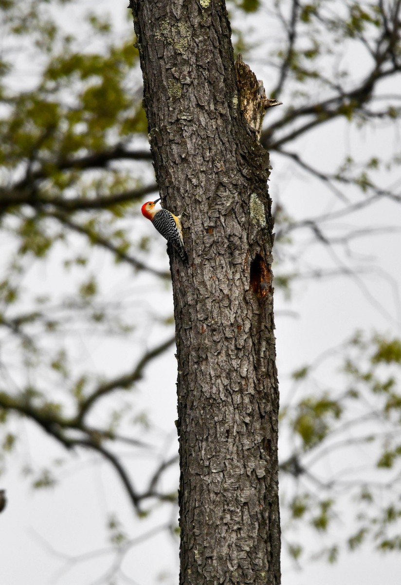 Red-bellied Woodpecker - Richard Akers