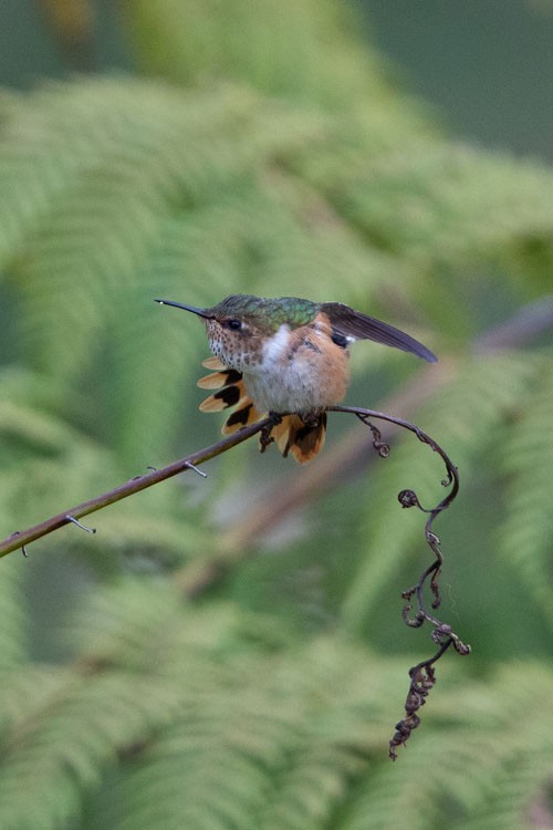 Scintillant Hummingbird - Joseph Mitchell