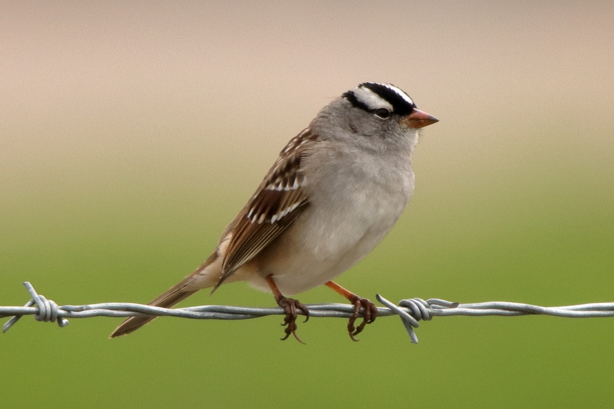 White-crowned Sparrow - ML618081043