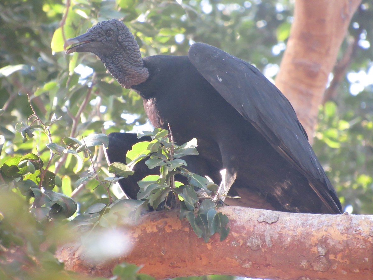 Black Vulture - ML618081072