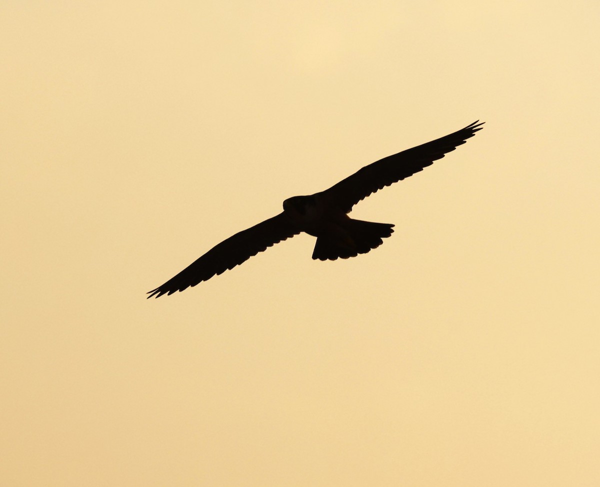 Peregrine Falcon (Shaheen) - ML618081089