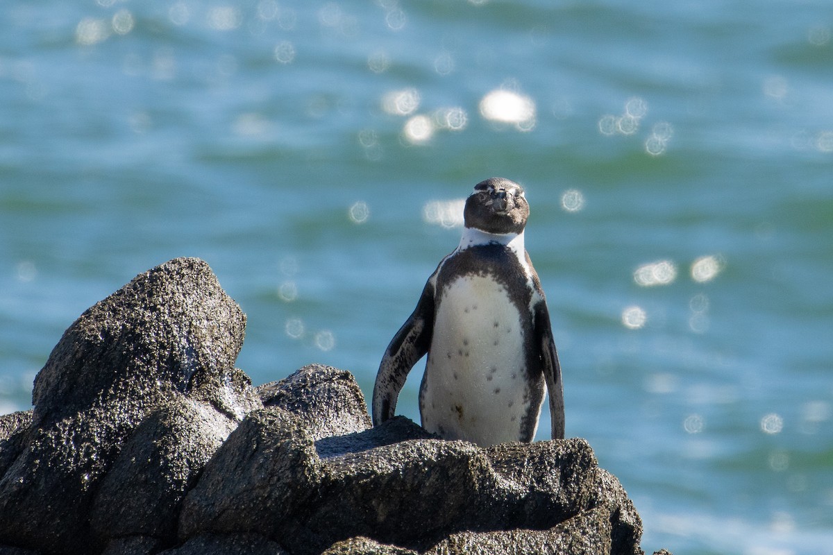 Pingüino de Humboldt - ML618081121