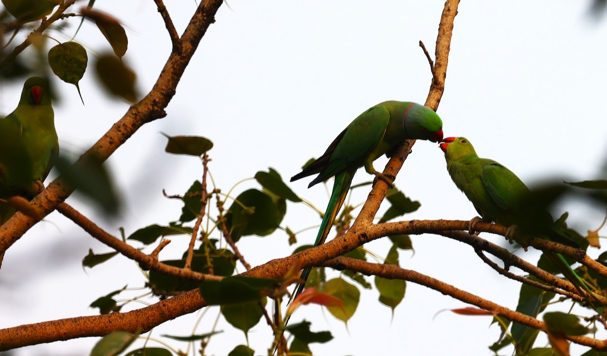 Rose-ringed Parakeet - Sunil Zaveri