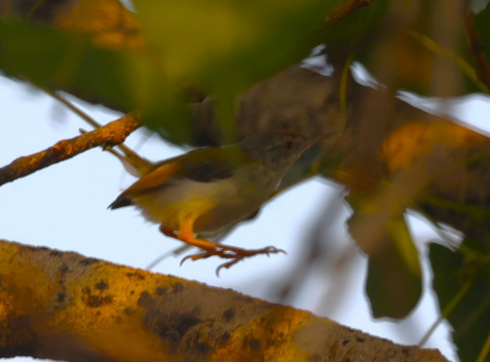 Common Tailorbird - Sunil Zaveri