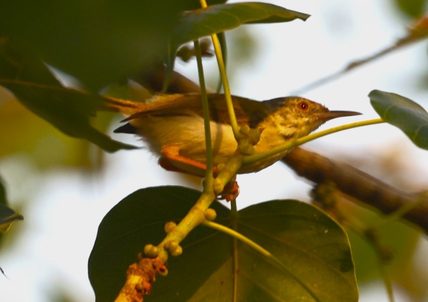 Common Tailorbird - Sunil Zaveri
