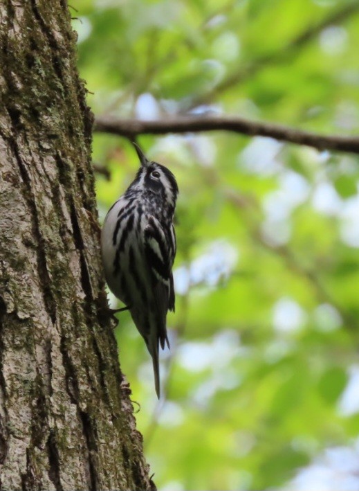 Black-and-white Warbler - ML618081154
