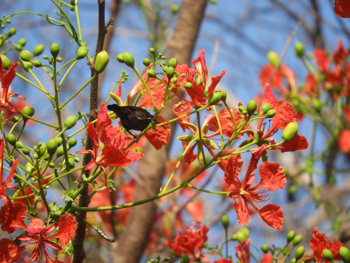 Loten's Sunbird - Sridhara B A
