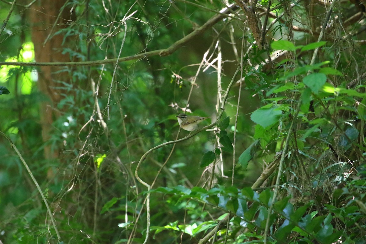 Sakhalin Leaf Warbler - ML618081192