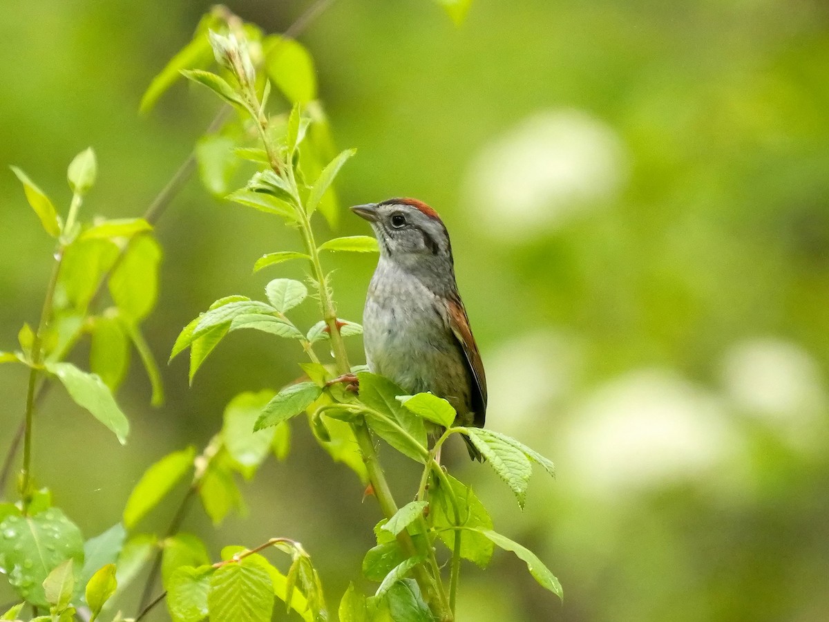 Swamp Sparrow - Tim Boucher