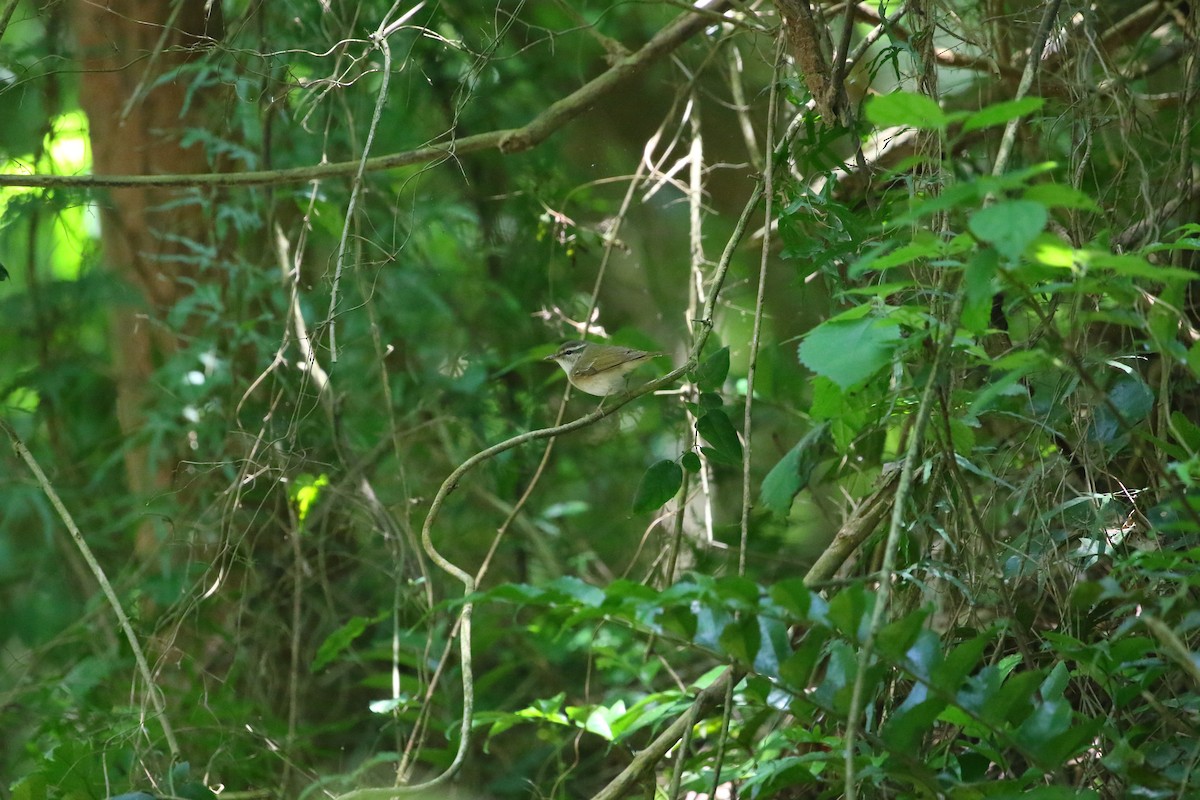 Sakhalin Leaf Warbler - ML618081218