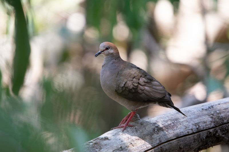 Gray-chested Dove - ML618081221