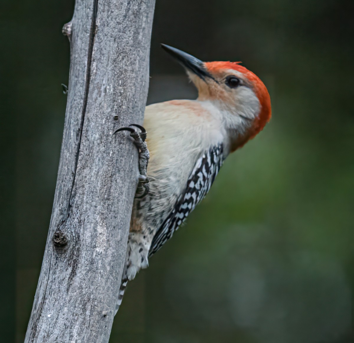 Red-bellied Woodpecker - Bert Filemyr