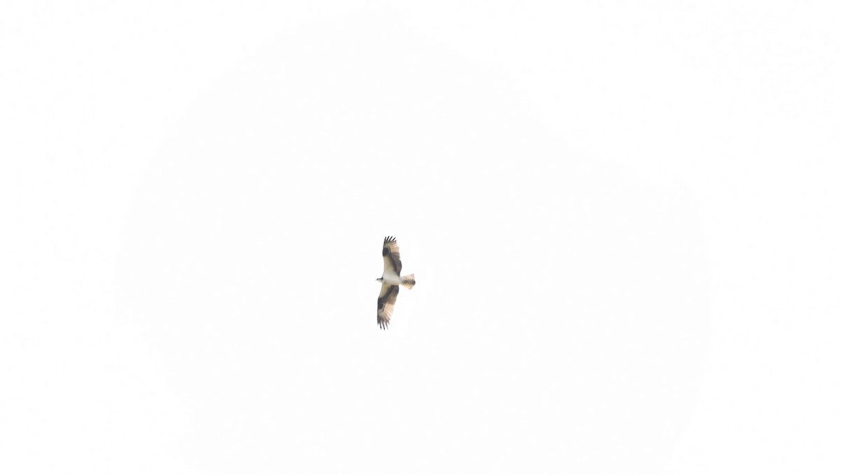 Águila Pescadora - ML618081288