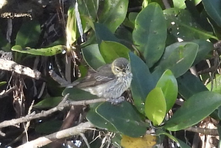 Cape May Warbler - ML618081332