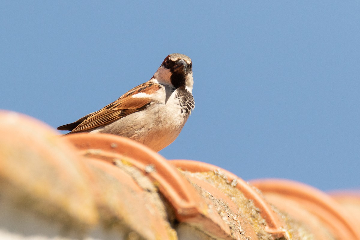 House Sparrow - J. Caria Rodrigues