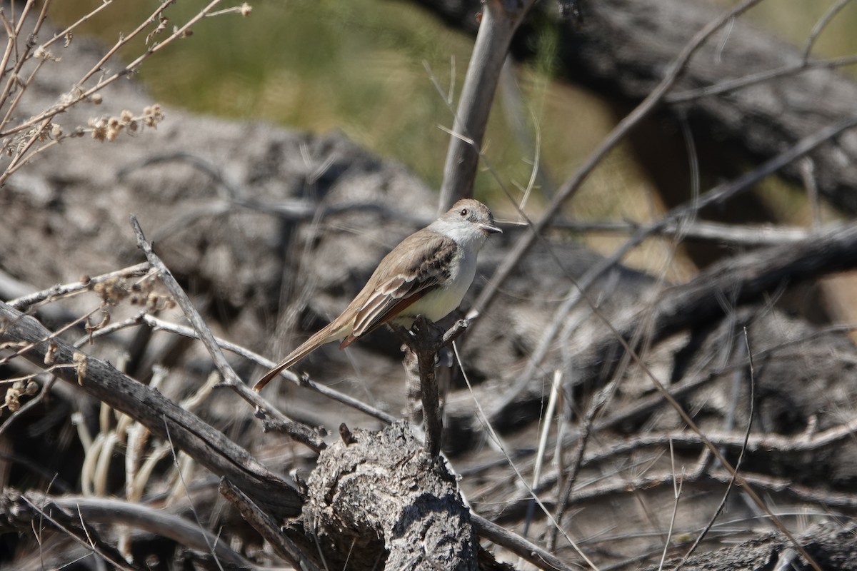 Ash-throated Flycatcher - Sara Griffith