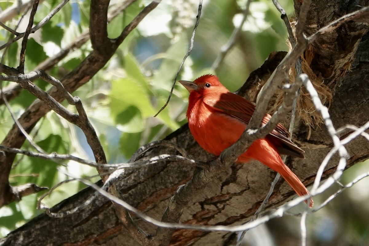 Summer Tanager - Sara Griffith
