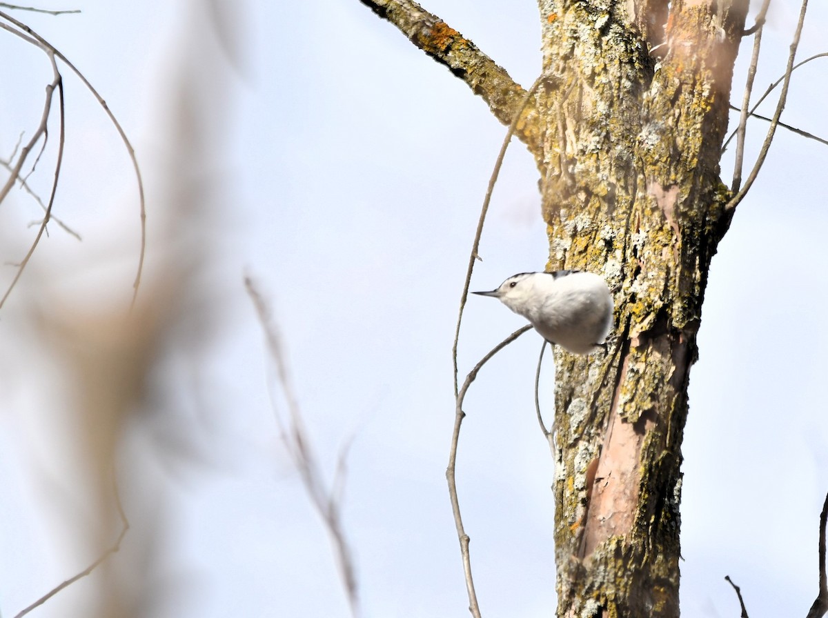 White-breasted Nuthatch - Monique Maynard