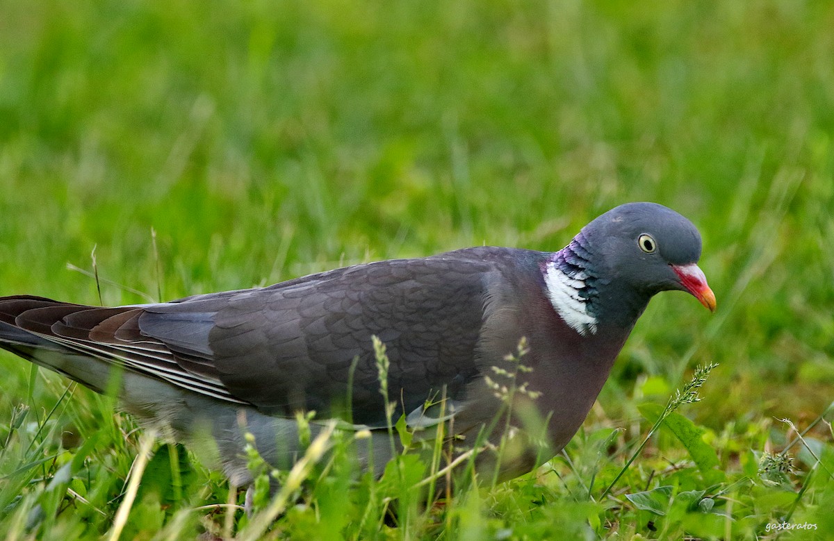Common Wood-Pigeon - Giannis Gasteratos