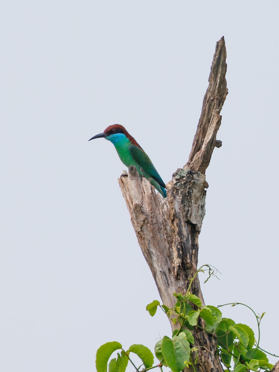 Blue-throated Bee-eater - ML618081474