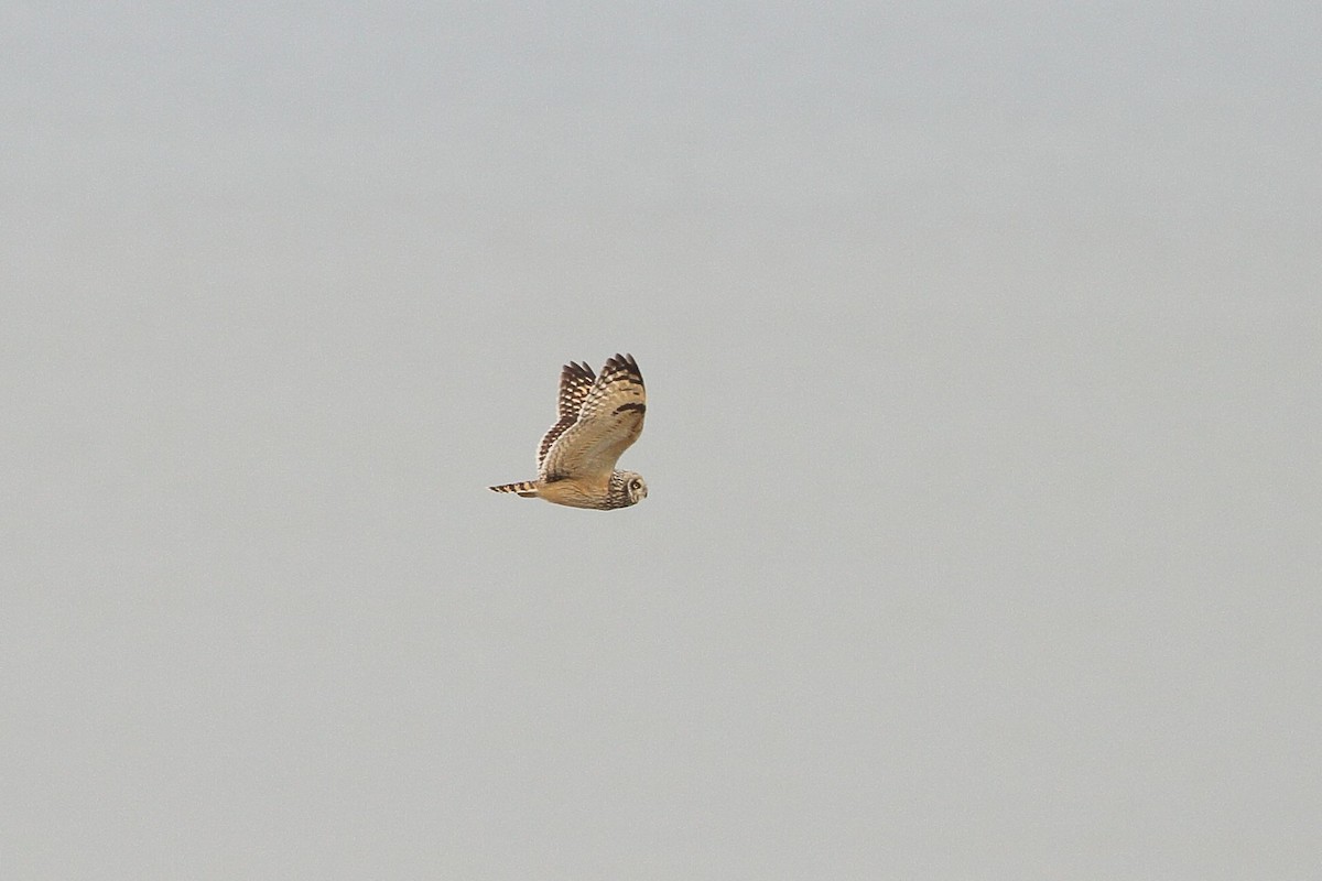 Short-eared Owl (Northern) - ML618081493