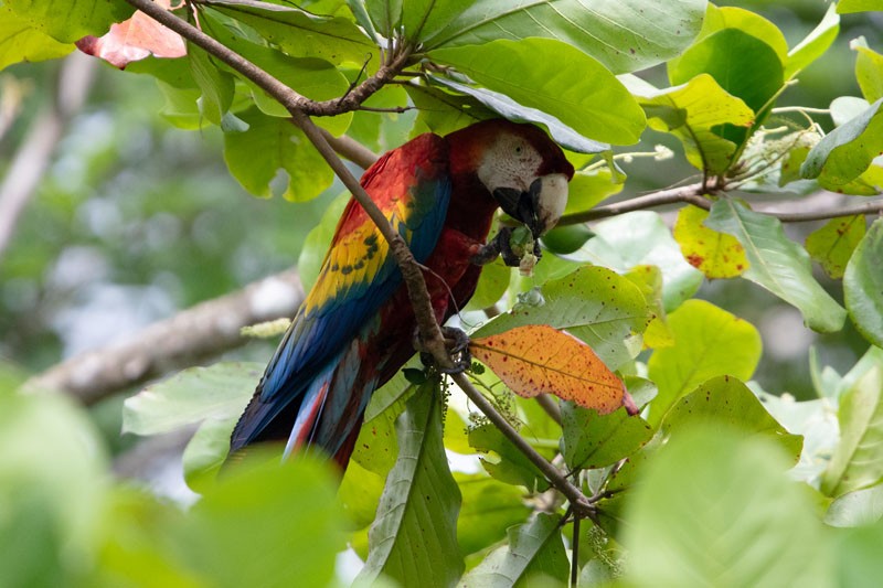 Scarlet Macaw - ML618081516