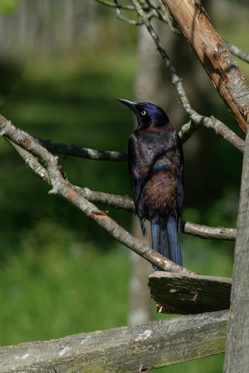Common Grackle - Kelly Hutchinson