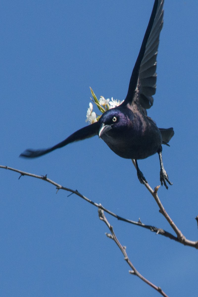 Common Grackle - Kelly Hutchinson