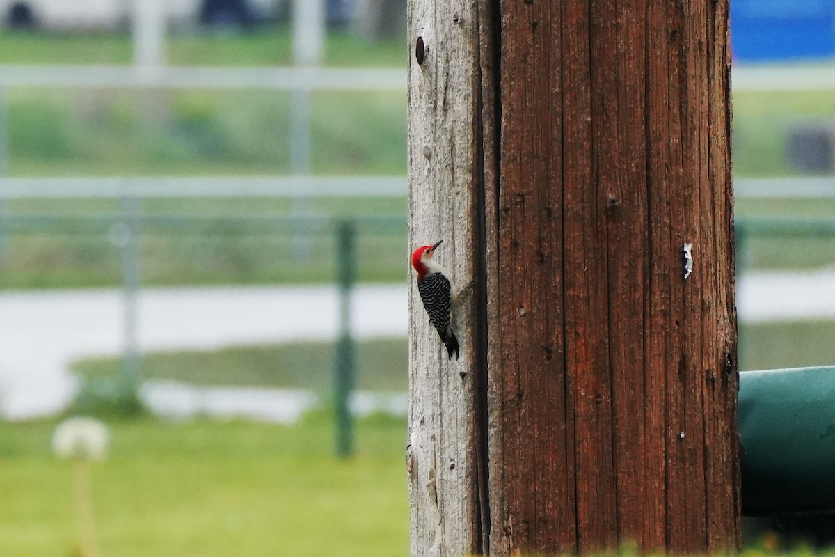 Red-bellied Woodpecker - ML618081577
