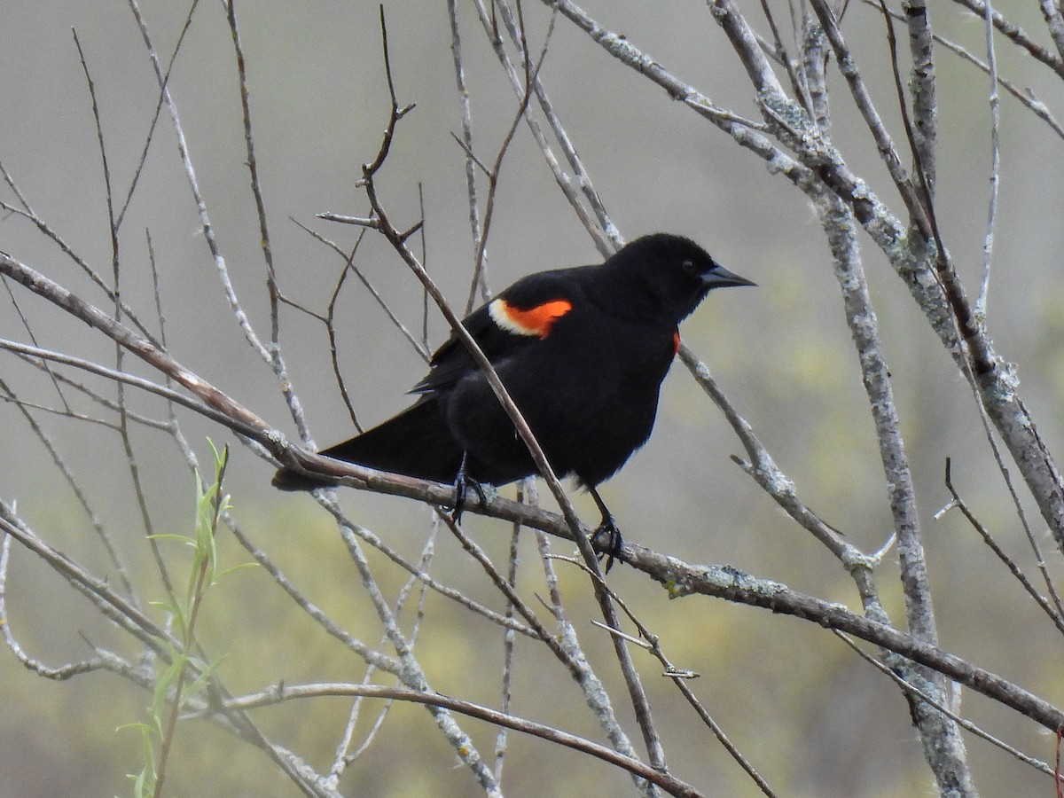 Red-winged Blackbird - Nathan Murnaghan