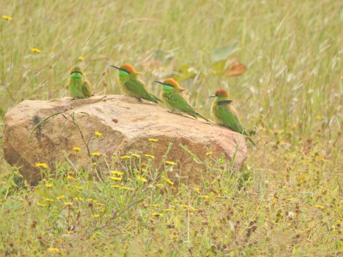 Asian Green Bee-eater - Jayendra Rakesh Yeka