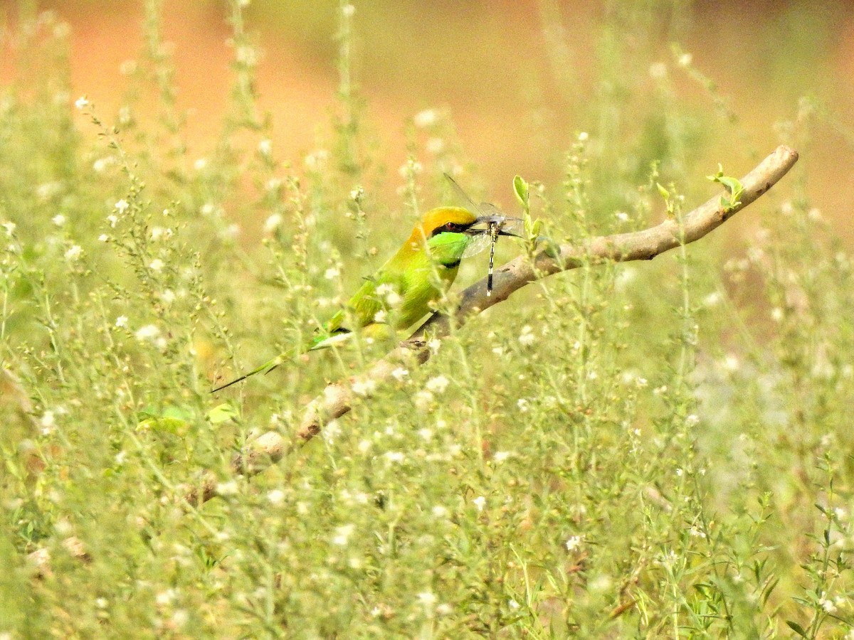 Asian Green Bee-eater - Jayendra Rakesh Yeka