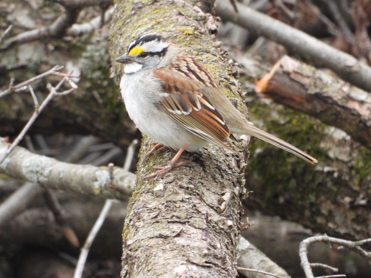 White-throated Sparrow - Andy Noyce