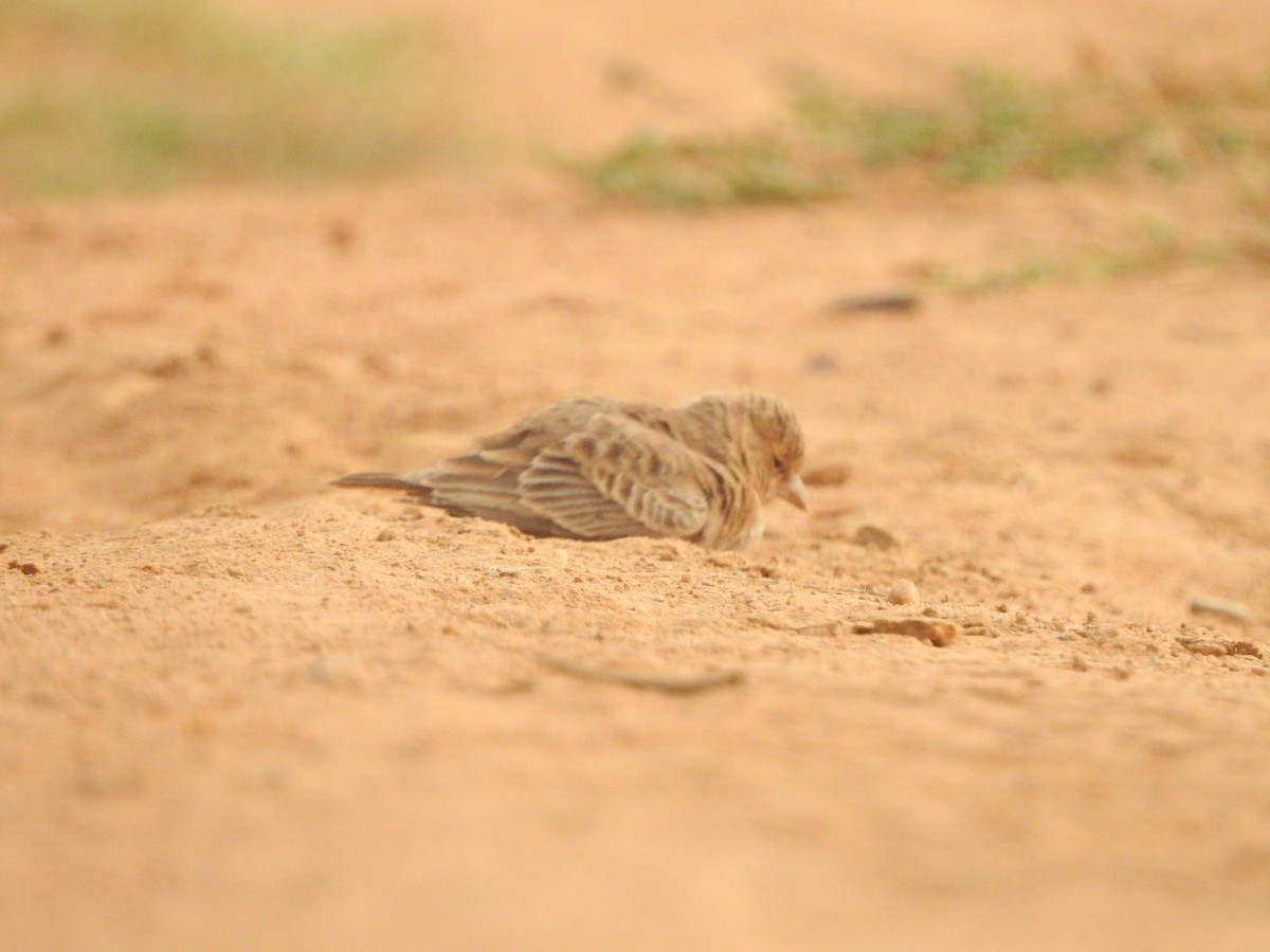 Ashy-crowned Sparrow-Lark - Jayendra Rakesh Yeka