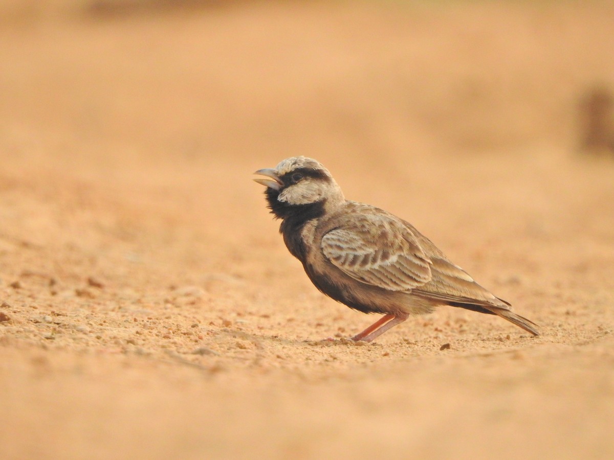 Ashy-crowned Sparrow-Lark - ML618081670