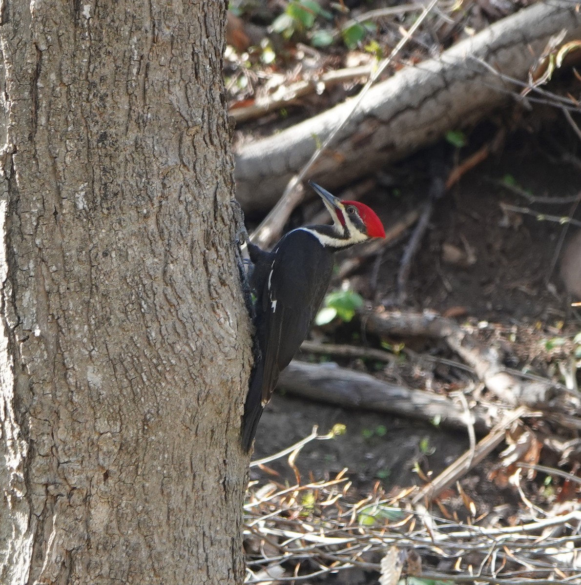 Pileated Woodpecker - ML618081674
