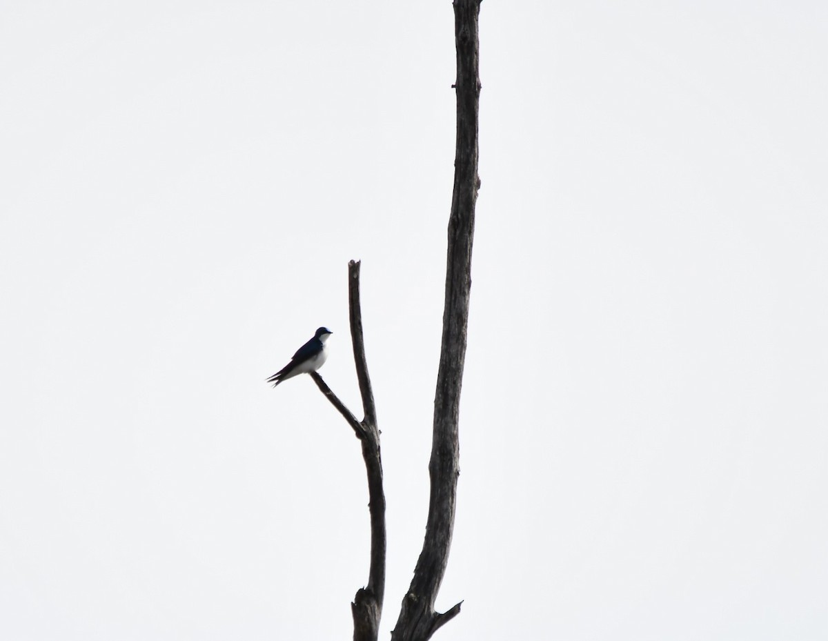 Tree Swallow - Monique Maynard