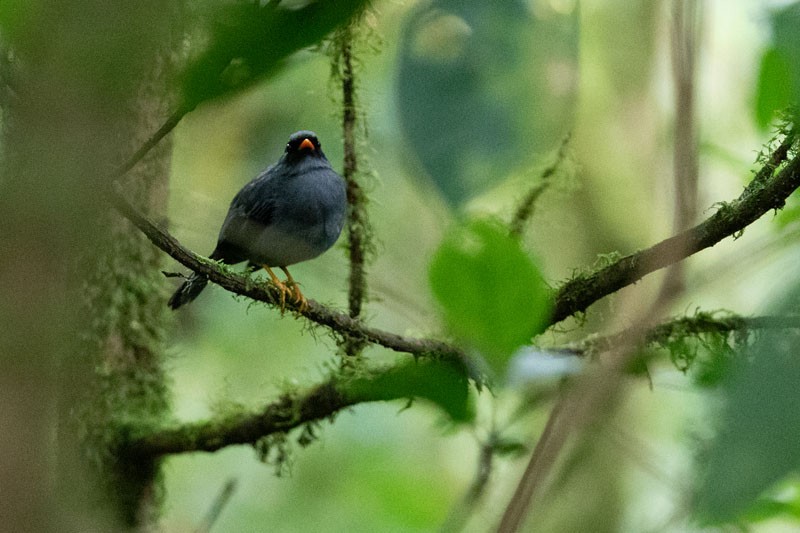 Black-faced Solitaire - ML618081715