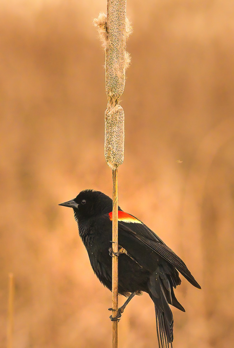 Red-winged Blackbird - ML618081723